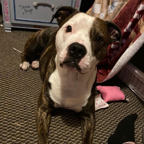 Meet your Posher, Jonaris - Picture 1 of 1